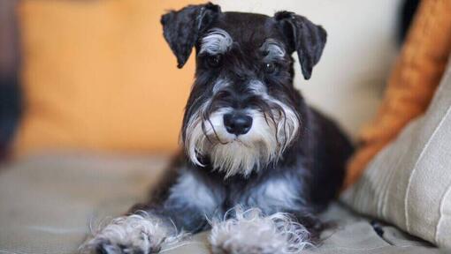 White wire haired outlet dog